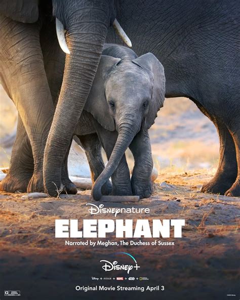 elephant christmas movie|the real elephants movie.